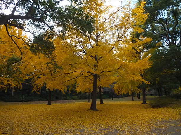 Park in autumn colors.