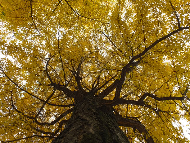Ginkgo tree with autumn leaves.
