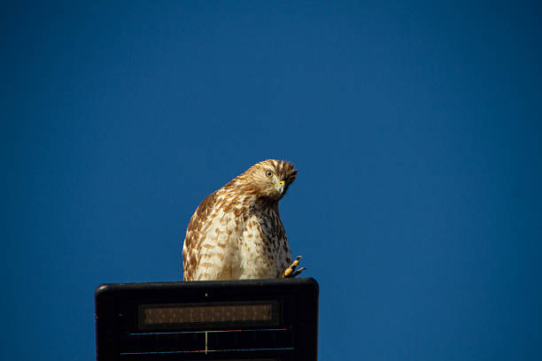A juvenile red-shouldered hawk, Buteo lineatus, perched on a street lamp with a blue sky background and copy space. The large predator has a leg lifted after a scratch.