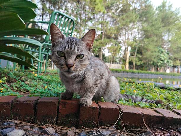 a cat lives around the city park