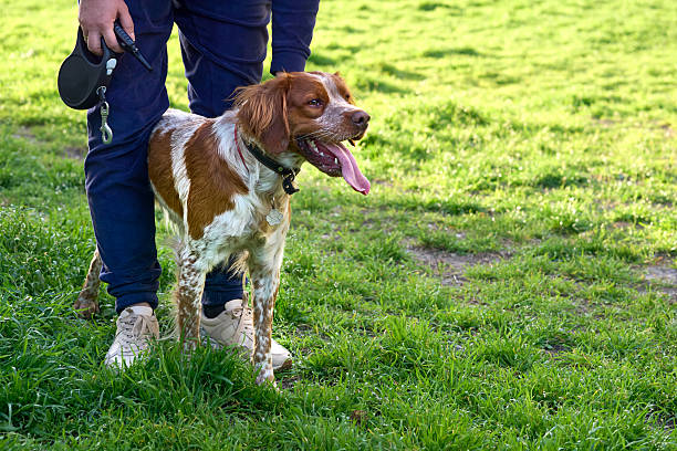 istock Owner and beautiful red spaniel walks on green grass 2254594691