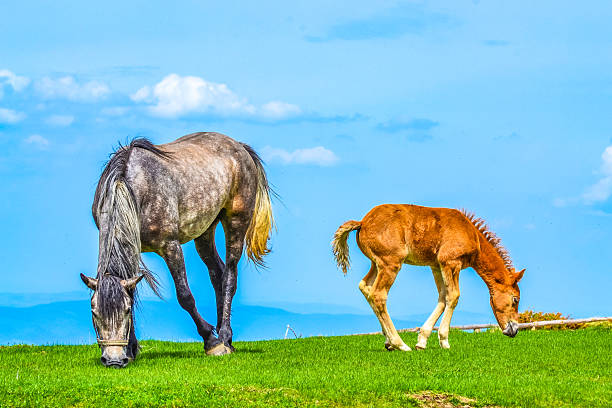 Pasture mare and cute tired foal with bending legs on meadow in fresh green grass meadow in high mountains at Beklemeto area- the highest point of the Troyan pass,Central Balkan National Park