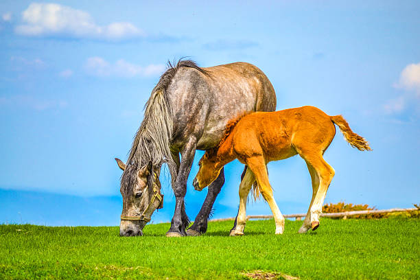 Pasture mare and cute tired foal with bending legs on meadow in fresh green grass meadow in high mountains at Beklemeto area- the highest point of the Troyan pass,Central Balkan National Park