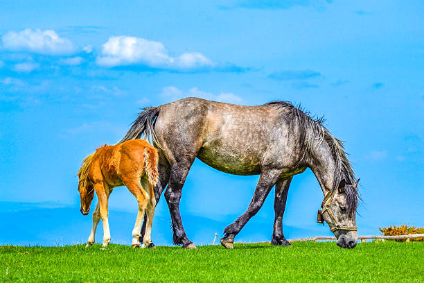 Pasture mare and cute tired foal on meadow in fresh green grass meadow in high mountains at Beklemeto area- the highest point of the Troyan pass,Central Balkan National Park
