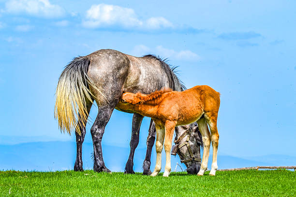 A mare feeds her foal with milk in the field. Young foal drinking milk from its mother. Horse breeding. Baby horse. Baby horse. Caucasus, Russia