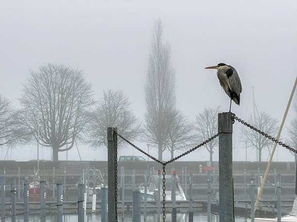 Resting water bird near foggy lake.