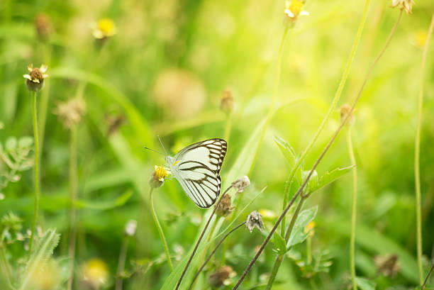 A small pigeon butterfly on a background of green grass.