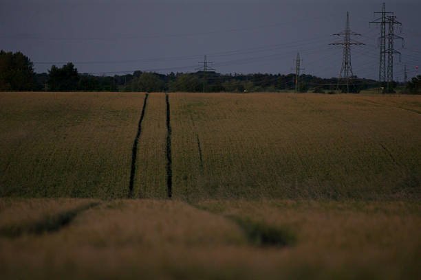 Dusk wheat field with deep tracks and distant pylons, farmer planning harvest route amid muted green stalks, low light, textured rows, quiet horizon and atmospheric solitude