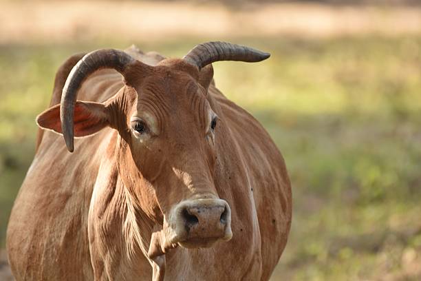 Cows in a field under a clear blue sky with white clouds.    