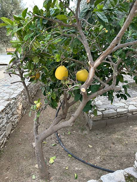 istock pomelo fruit growing on a tree in an orchard 2254597517
