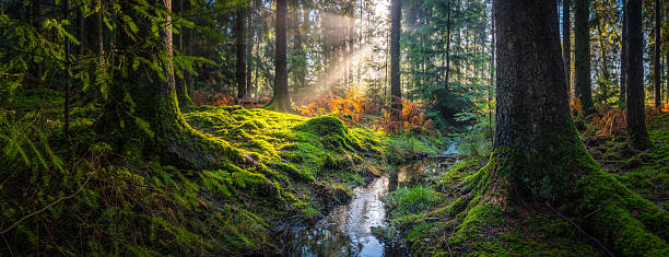 Color spring view in Orlicke mountains with green fresh forests and meadows in sunny evening