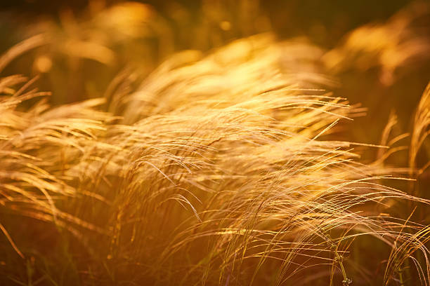 istock Feather Grass or Needle Grass, Nassella tenuissima, forms already at the slightest breath of wind 2254598038