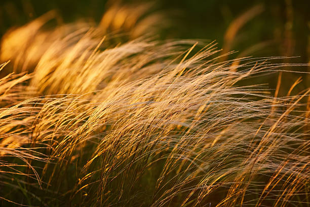 istock Field with wild grasses at sunset. Selective focus. 2254598053