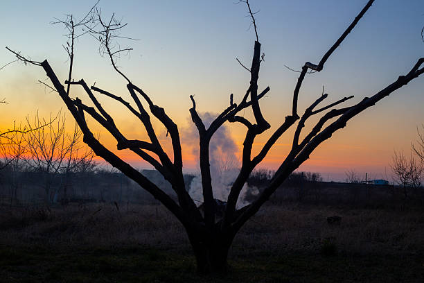 The silhouette of a pruned fruit tree with its sharp contours stands out against the vibrant orange-blue sunset sky in a rural garden.