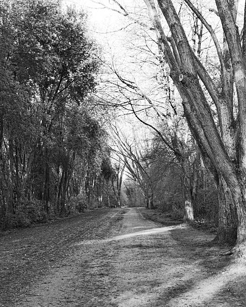 istock Quiet dirt path surrounded by trees on a calm day in a forested area 2254598356
