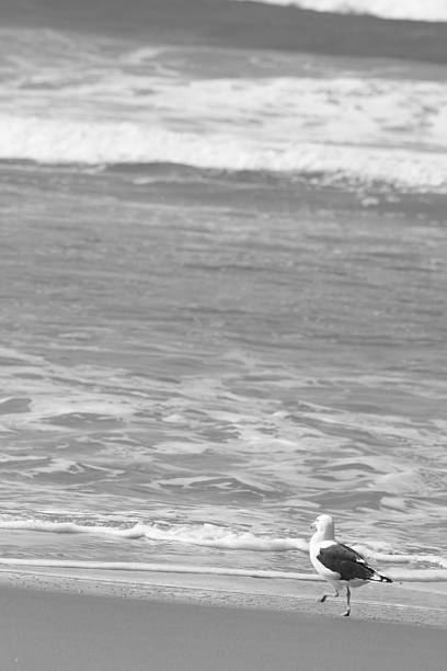 istock Kwazulu Natal Illovo Beach 2254598365
