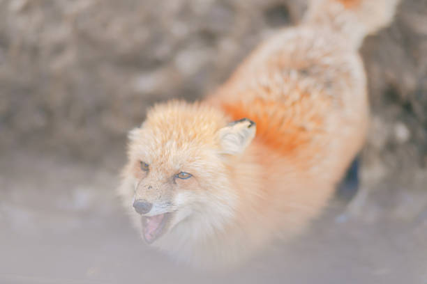 A cute fox in Miyagi Prefecture