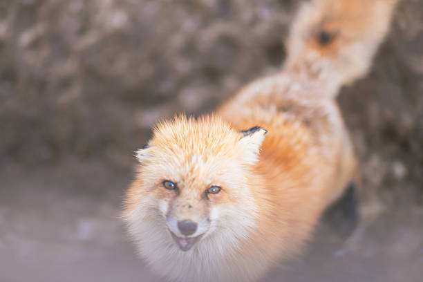 A cute fox in Miyagi Prefecture