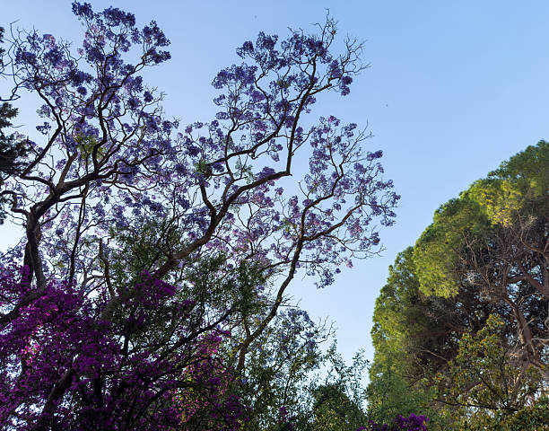 Jacaranda Tree in Valencia, Spain