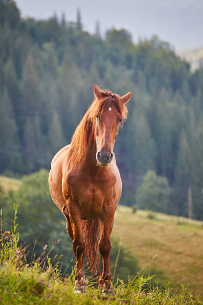 istock Cute horse in the Alps eating grass 2254601042