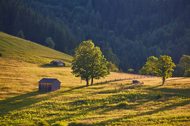 Landscape with pine forests in the mountains in summer