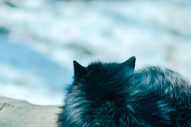 A cute fox in Miyagi Prefecture