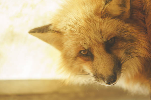 istock A cute fox in Miyagi Prefecture 2254601181