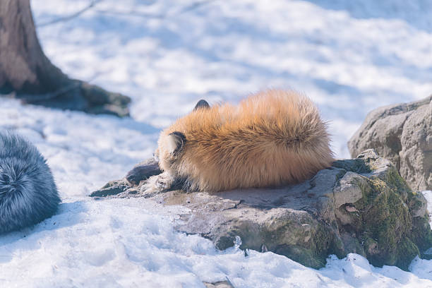 istock A cute fox in Miyagi Prefecture 2254601195