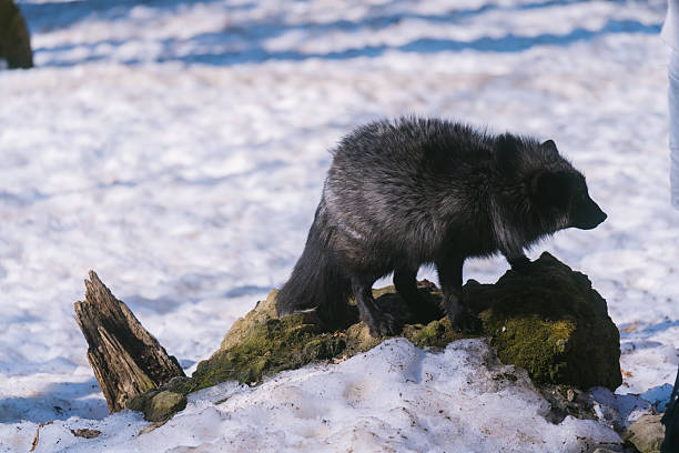 istock A cute fox in Miyagi Prefecture 2254601198