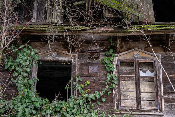 Nature reclaims an abandoned wooden structure. Vines creep over the decaying facade, while moss grows on the roof, showing the passage of time and the power of nature.