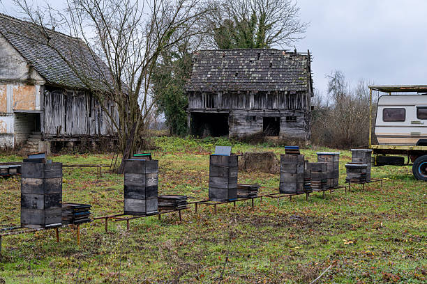 Beehives stand ready for spring in front of dilapidated barns. The beekeeper hopes for a honey-filled season, despite the aging structures nearby.