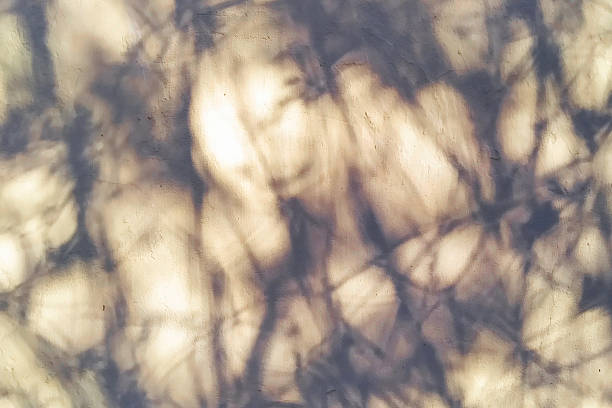 Background with blurred shadows of branches on a white background, reminiscent of the effect of a spider web. Background with a theme of nature, light and texture.