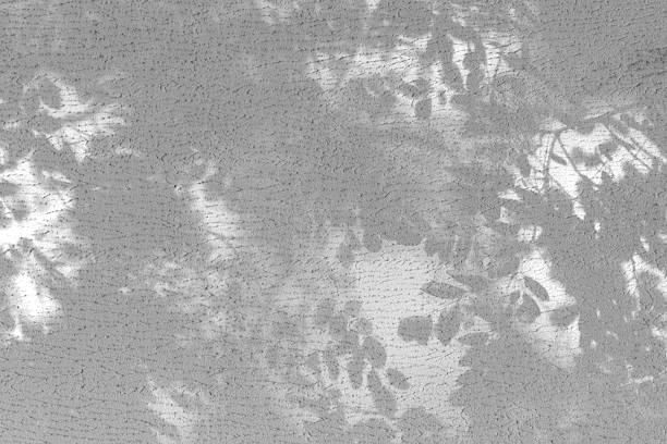 Tree branches and acacia leaves with shadow on a white concrete wall. A pattern of leaves. Blurred background.