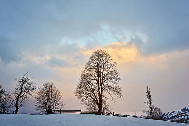 One tree on top of a hill in the winter with snow and a blue sky.
