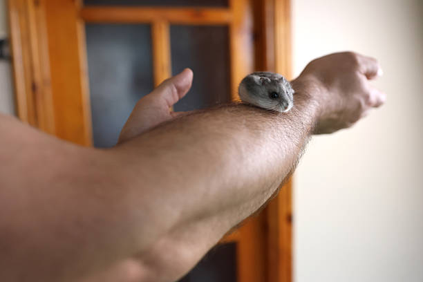 Dwarf hamster sitting on a human arm, calmly exploring space in a home environment