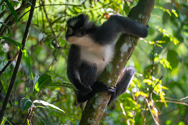 A Thomas Langur leaf monkey in the rainforest of Sumatra, gunung leusur Indonesia