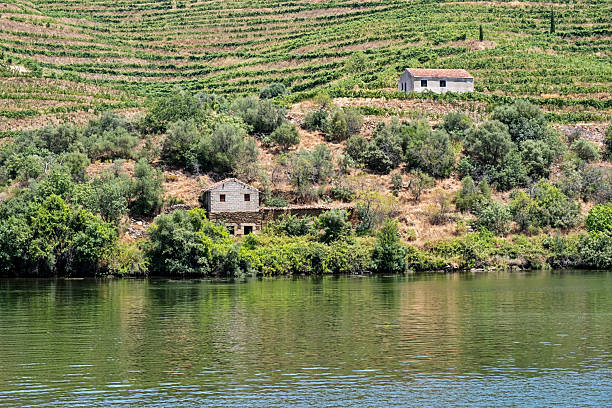 Several small farm buildings dot the vineyards alongside the water in the historic Douro River Valley in Portugal.