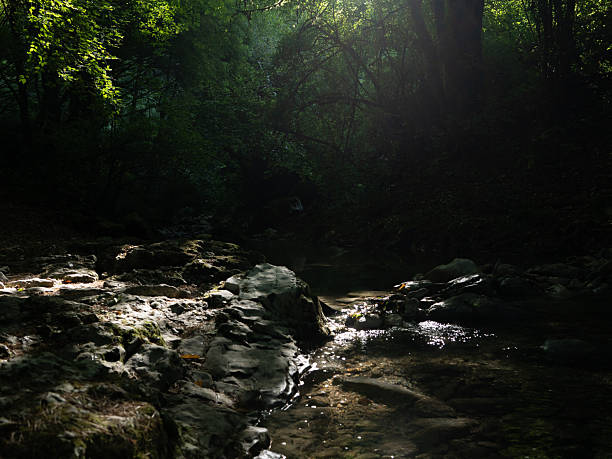 The sparkling water of the river flowing in the forest