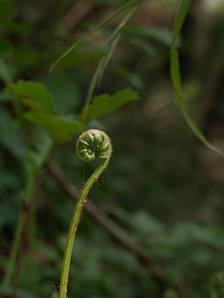 istock Still curled fern leaf opens growing in the undergrowth 2254604693