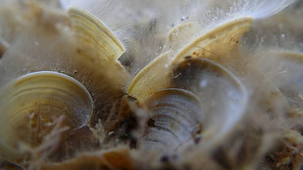 istock Small brown algae Peacock’s tail (Padina pavonica) close-up undersea 2254604724