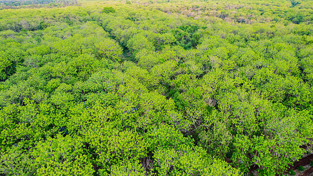 istock Teak forests in nature, Thailand. 2254604735