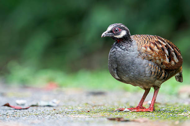 istock A Malayan Partridge in Asia, Malaysia. 2254605430