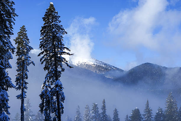 A serene winter forest landscape with snow-covered trees and a misty atmosphere, creating a tranquil and mysterious ambiance.