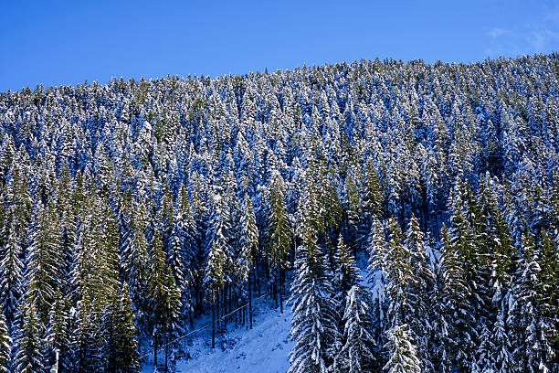 istock A vast winter hillside covered with dense snow covered evergreen forest beneath a clear blue sky 2254606021