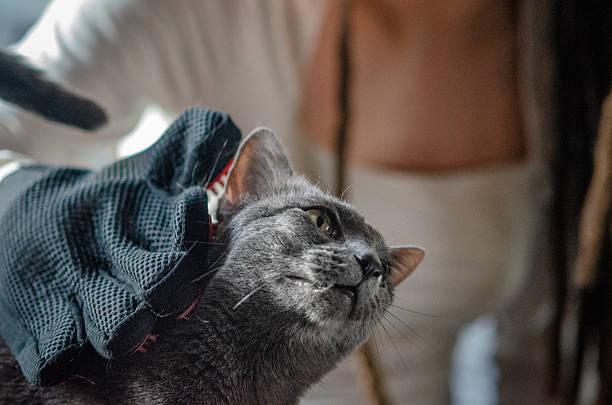 Woman grooming a cat with a grooming glove at home while the cat enjoys the gentle brushing.