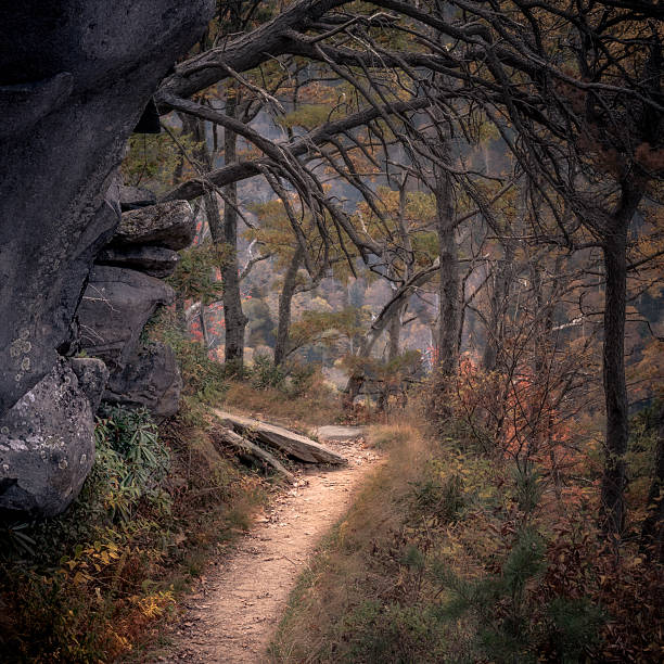Golden autumn leaves adorning a hiking trail