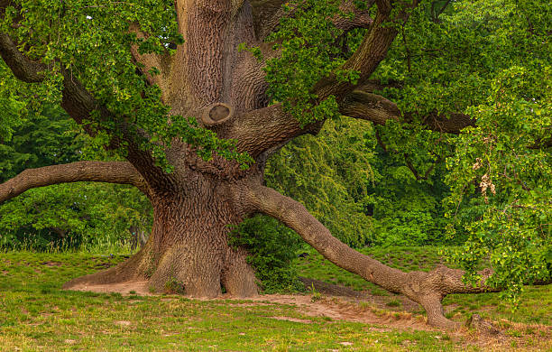istock Ancient oak tree with massive trunk and branches in Polish park. 2254607100