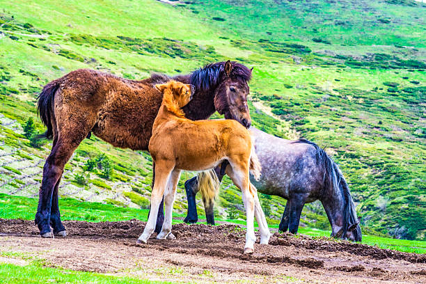 Cute mountain wild horses Emotional scene of adult stallion and a little colt caressing in the high mountains in Central Balkan National Park,Bulgaria