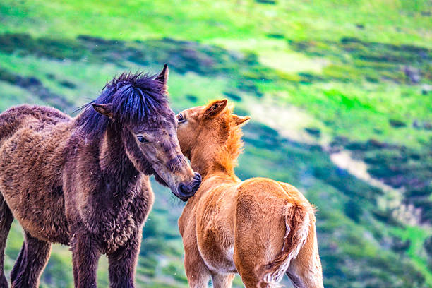 Random meeting in the mountains