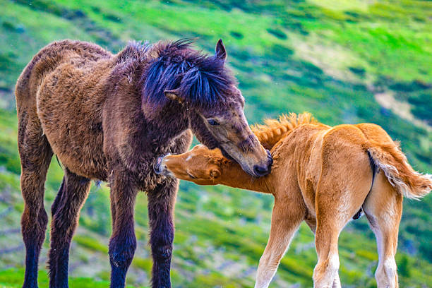 Cute mountain wild horses Emotional scene of adult stallion and a little colt caressing in the high mountains in Central Balkan National Park,Bulgaria